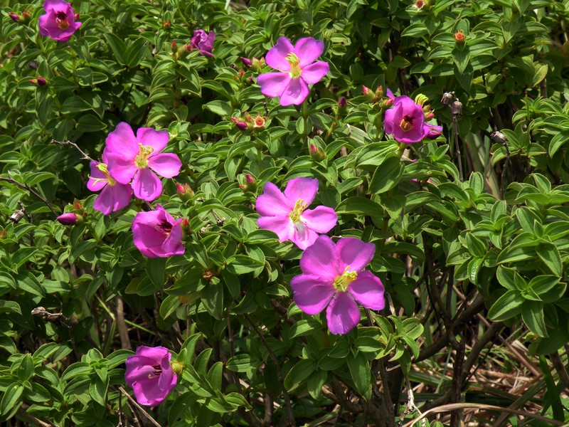 Osbeckia wightiana