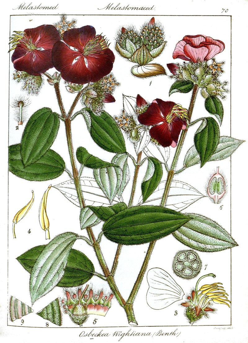 Osbeckia wightiana photo 6