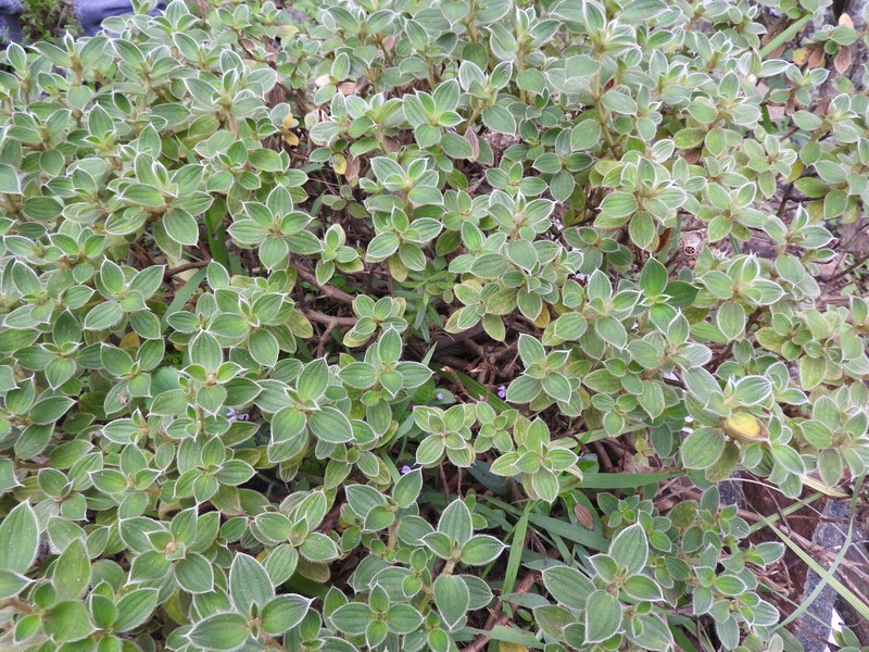 Osbeckia yercaudensis