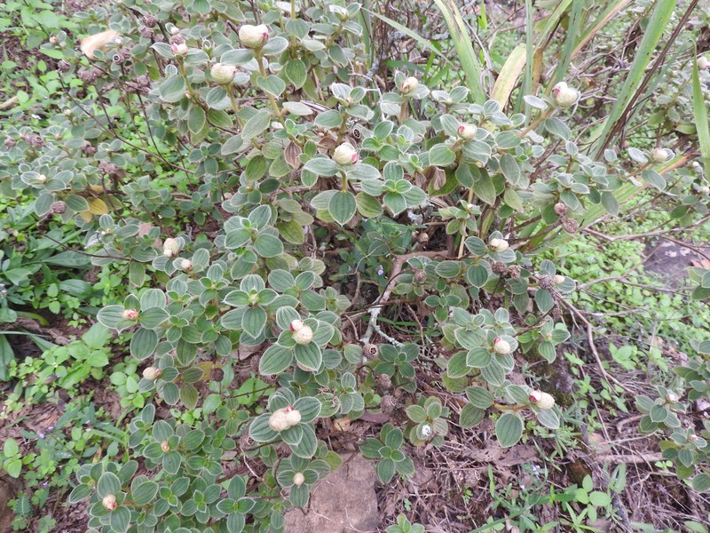 Osbeckia yercaudensis photo 2