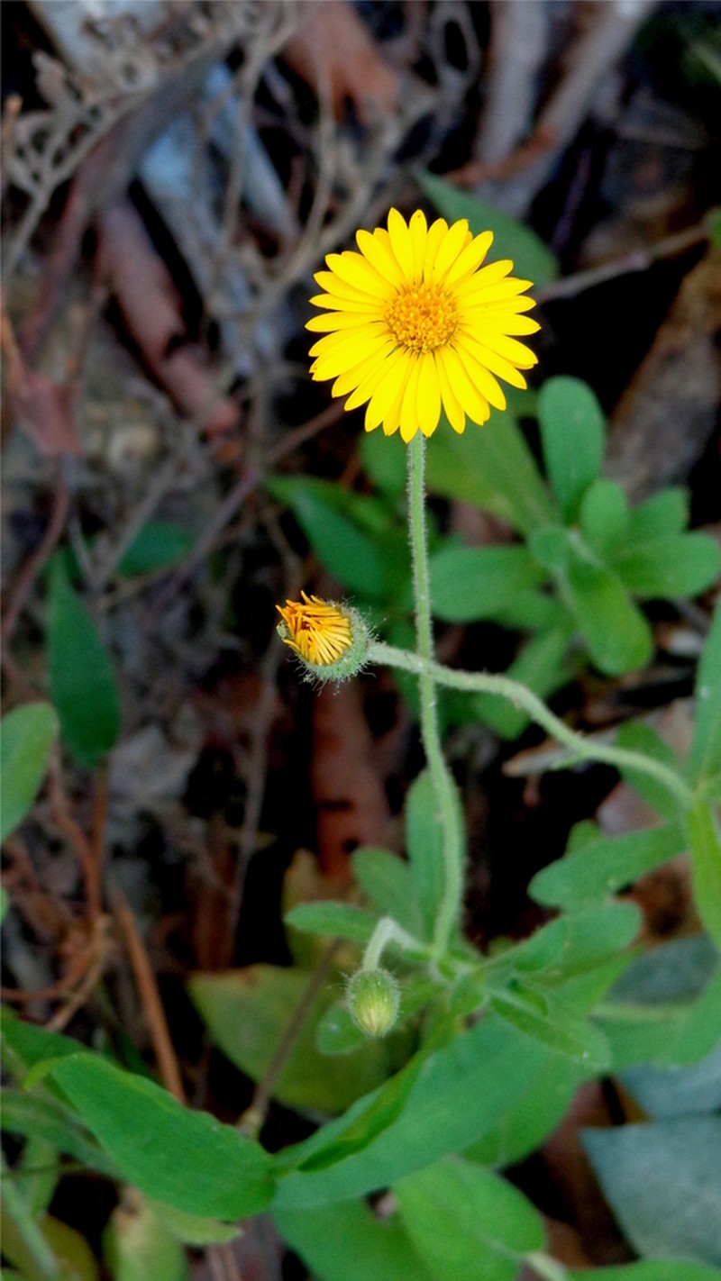 Osbertia bartlettii