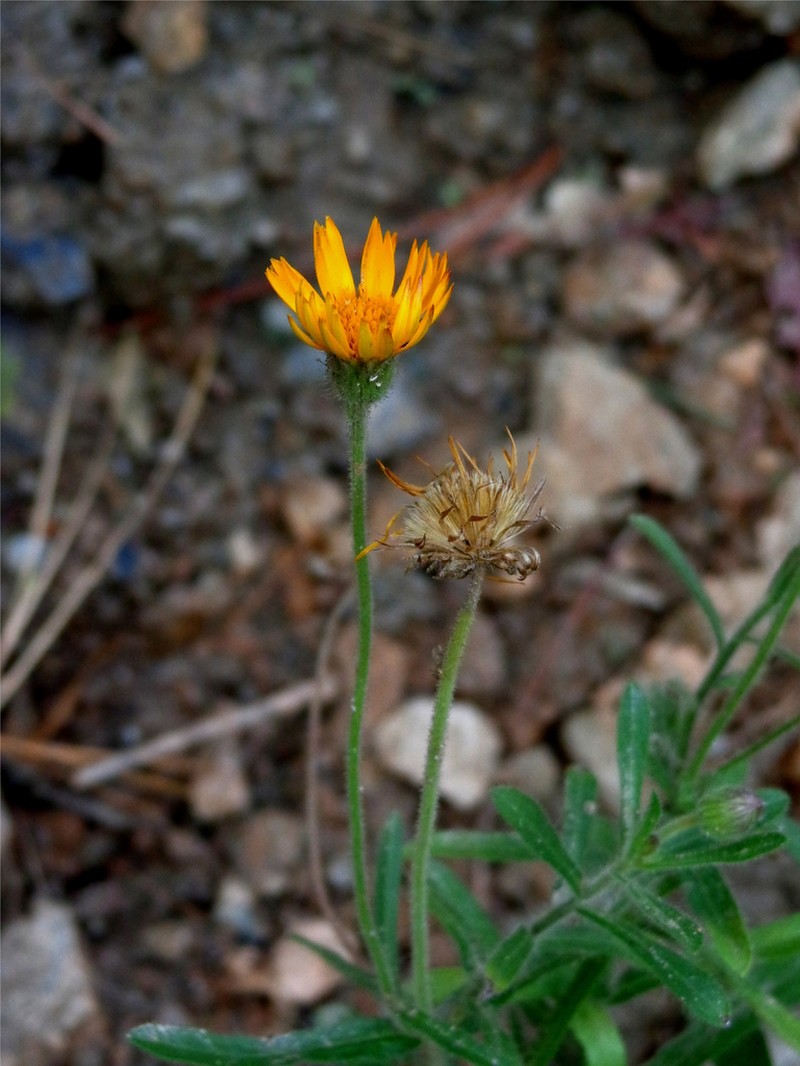 Osbertia bartlettii photo 2