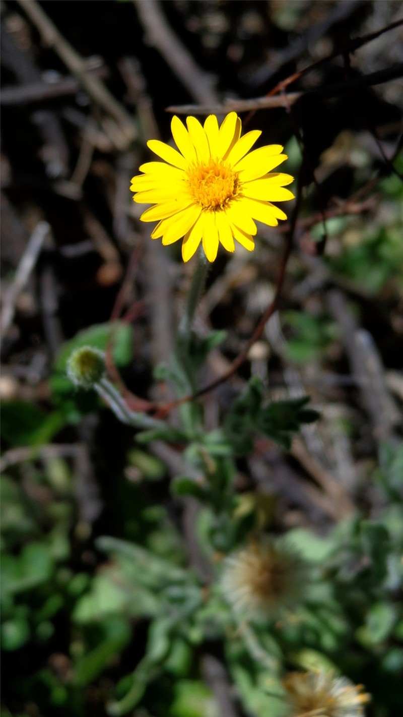 Osbertia bartlettii photo 3
