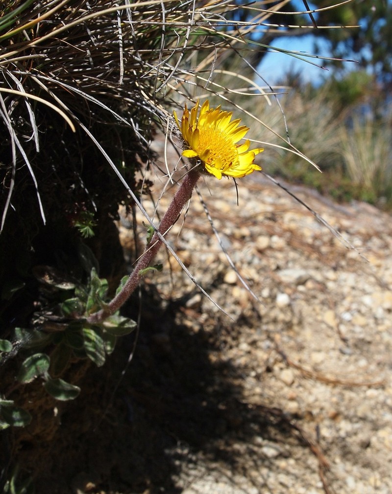Osbertia stolonifera