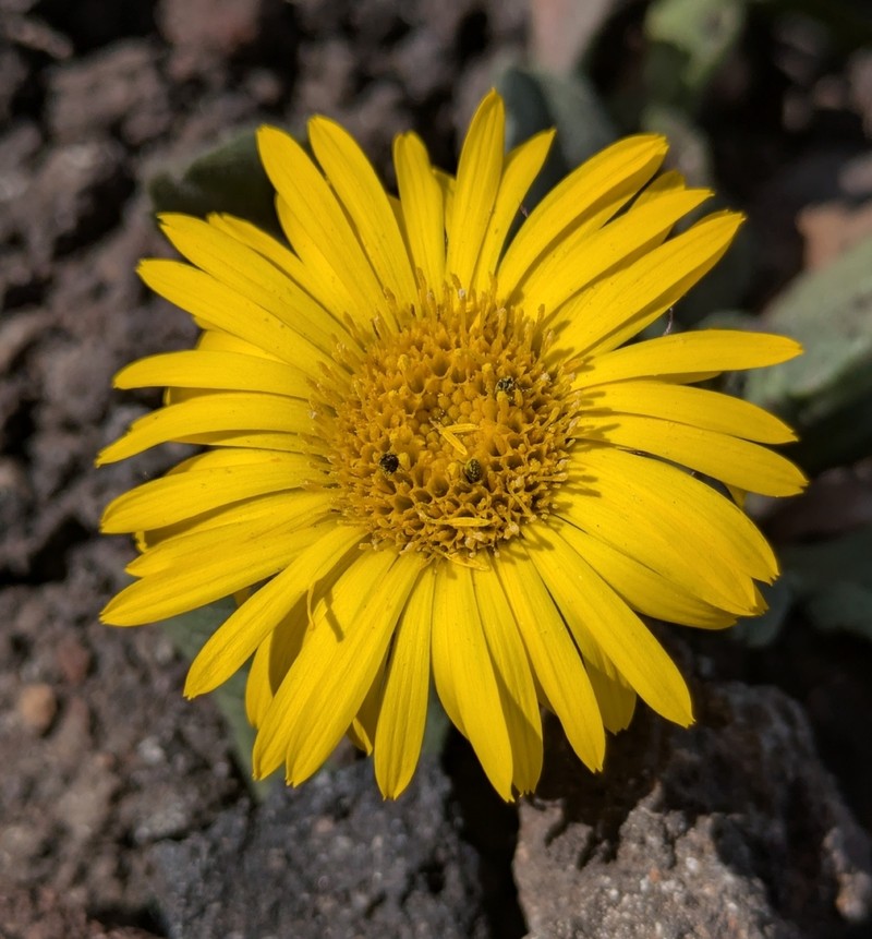 Osbertia stolonifera photo 2