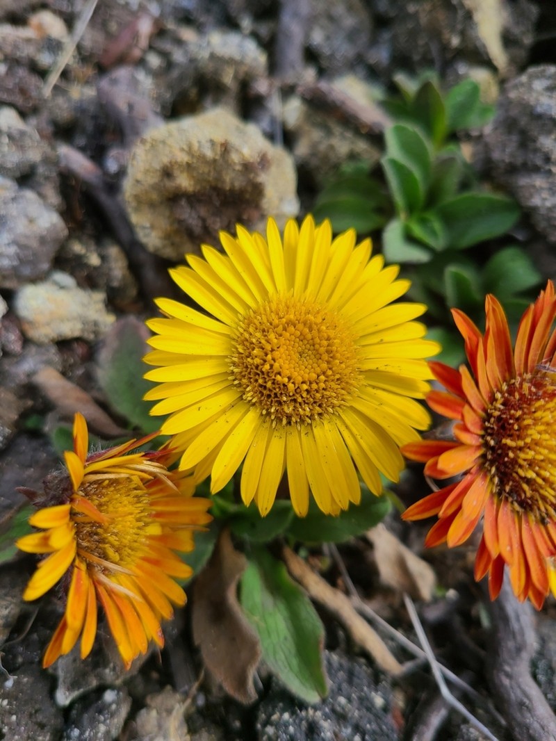 Osbertia stolonifera photo 3