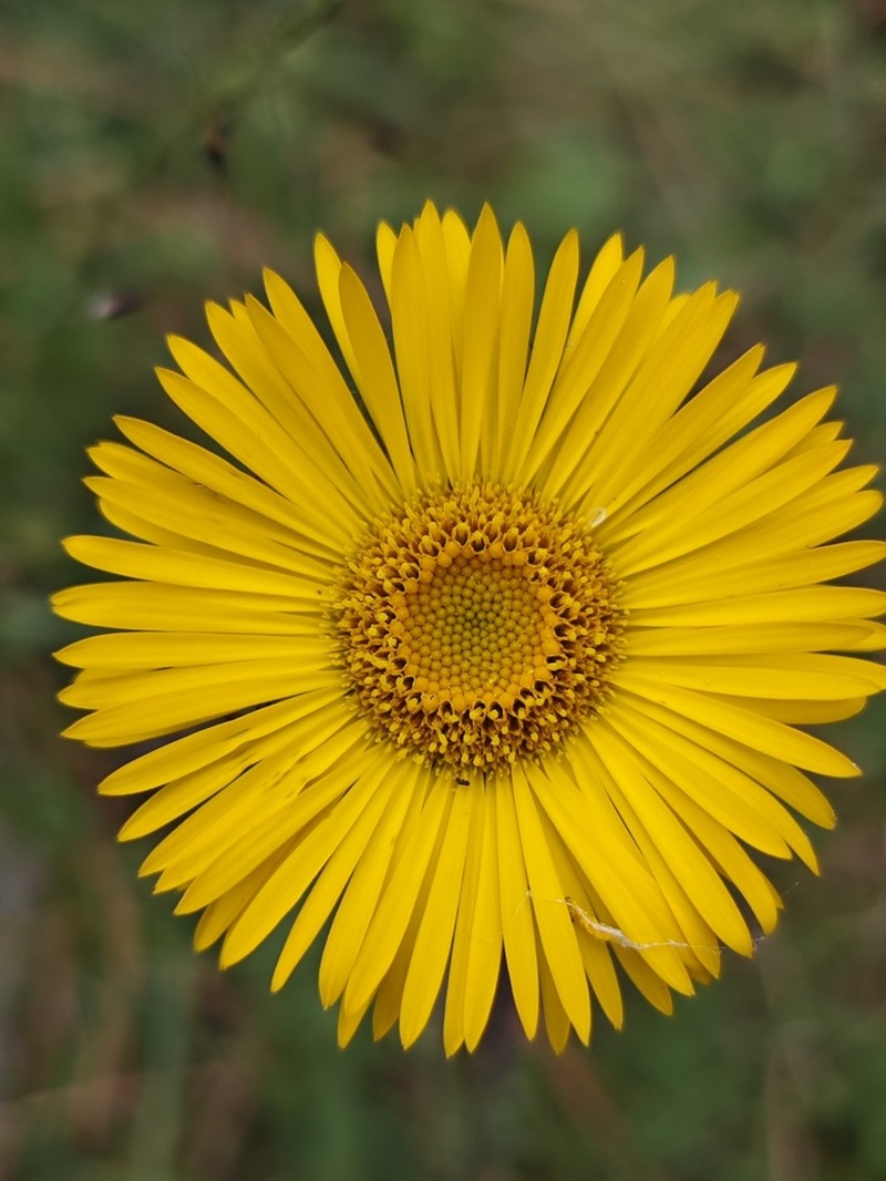 Osbertia stolonifera photo 4