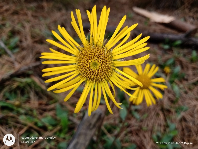 Osbertia stolonifera photo 5