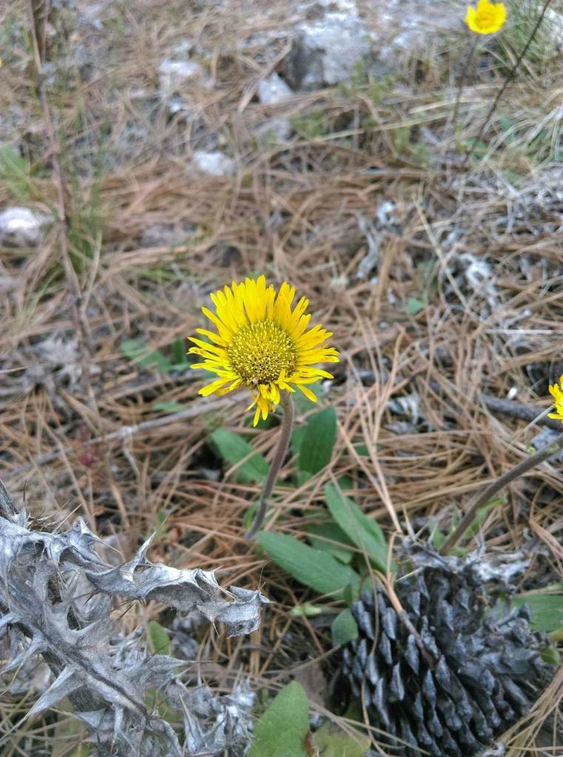 Osbertia stolonifera photo 6