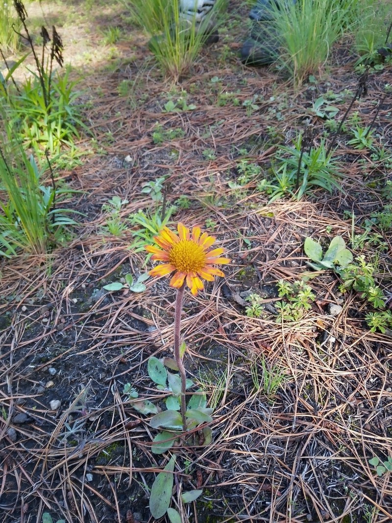 Osbertia stolonifera photo 7