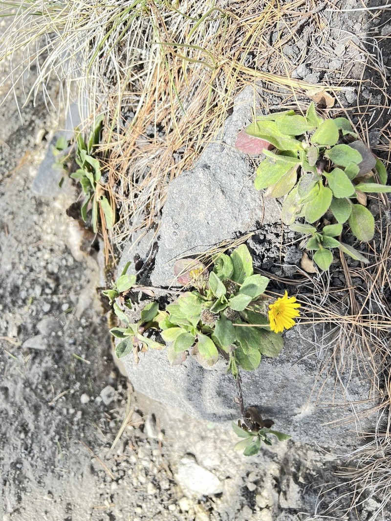 Osbertia stolonifera photo 8