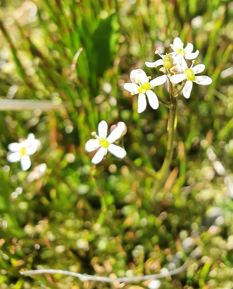 Oschatzia cuneifolia