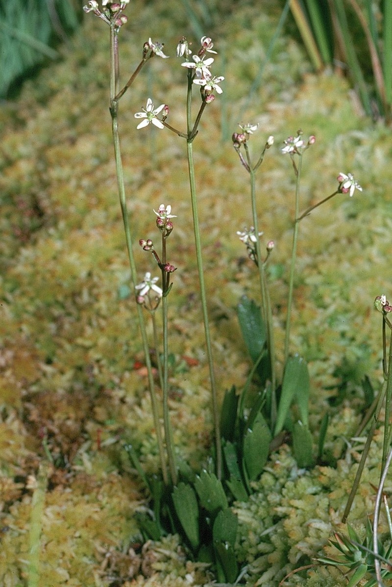 Oschatzia cuneifolia photo 4