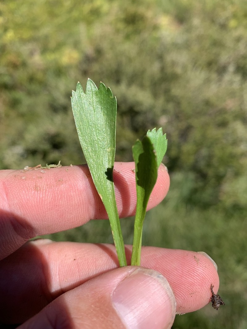 Oschatzia cuneifolia photo 5