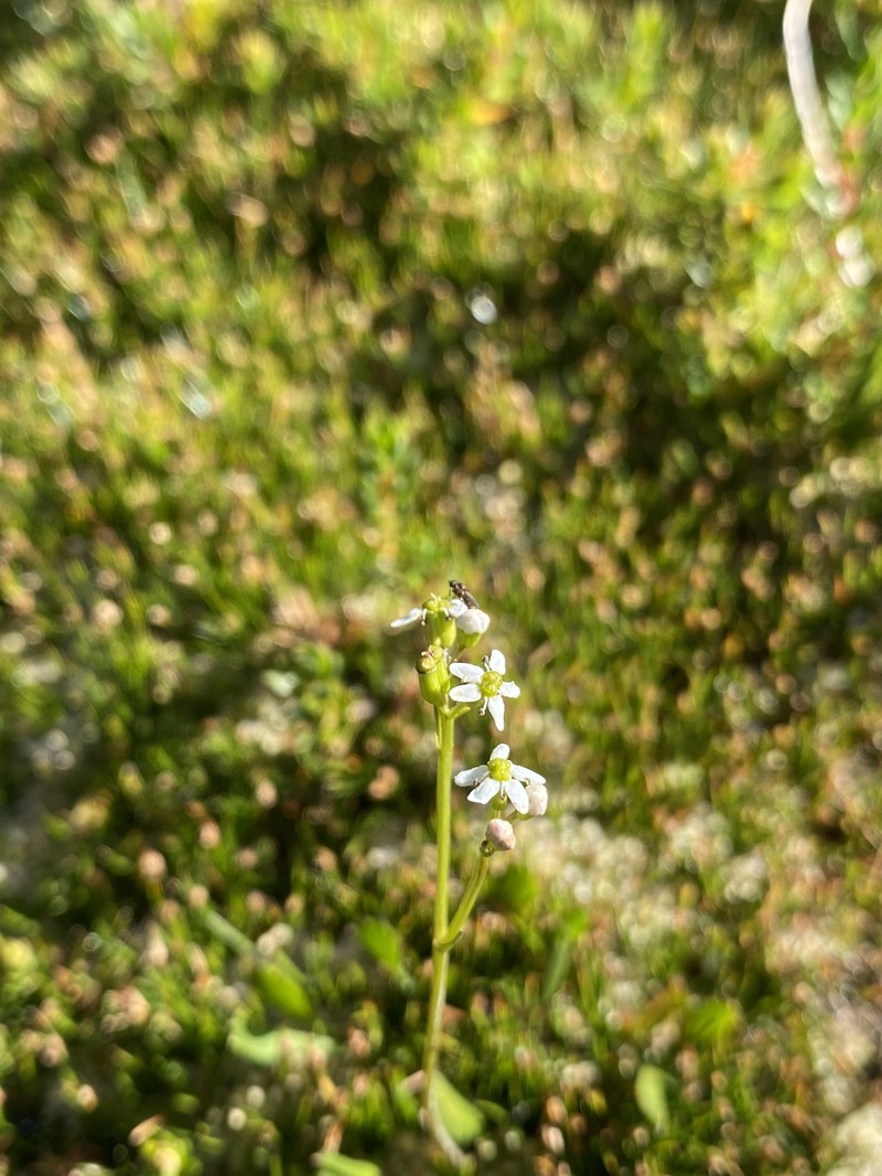Oschatzia cuneifolia photo 6
