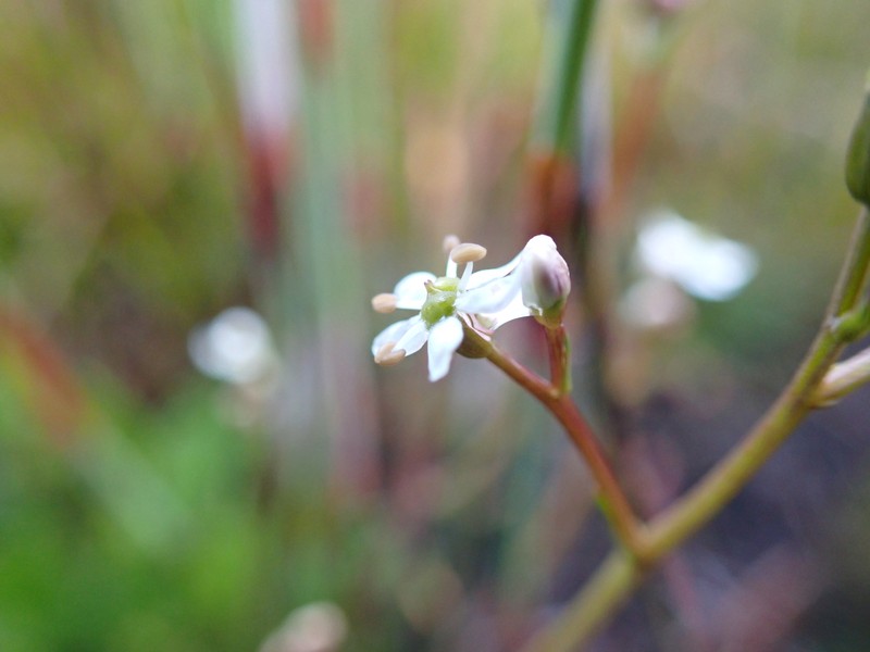 Oschatzia cuneifolia photo 7