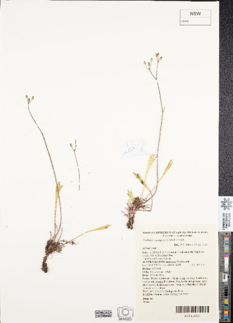 Oschatzia cuneifolia photo 8