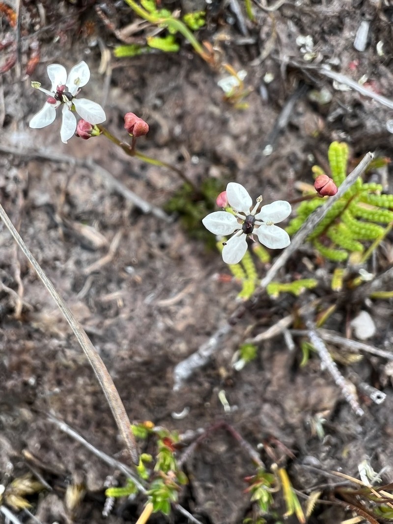 Oschatzia saxifraga photo 2