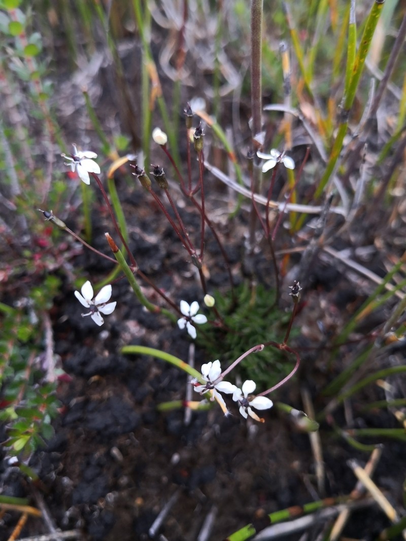 Oschatzia saxifraga photo 3
