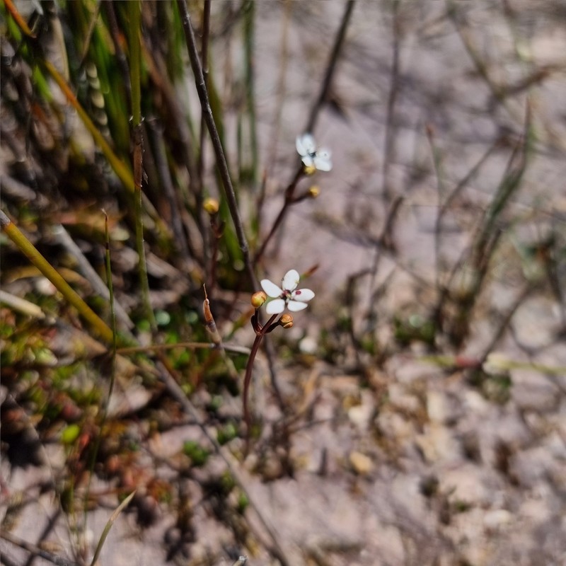 Oschatzia saxifraga photo 4