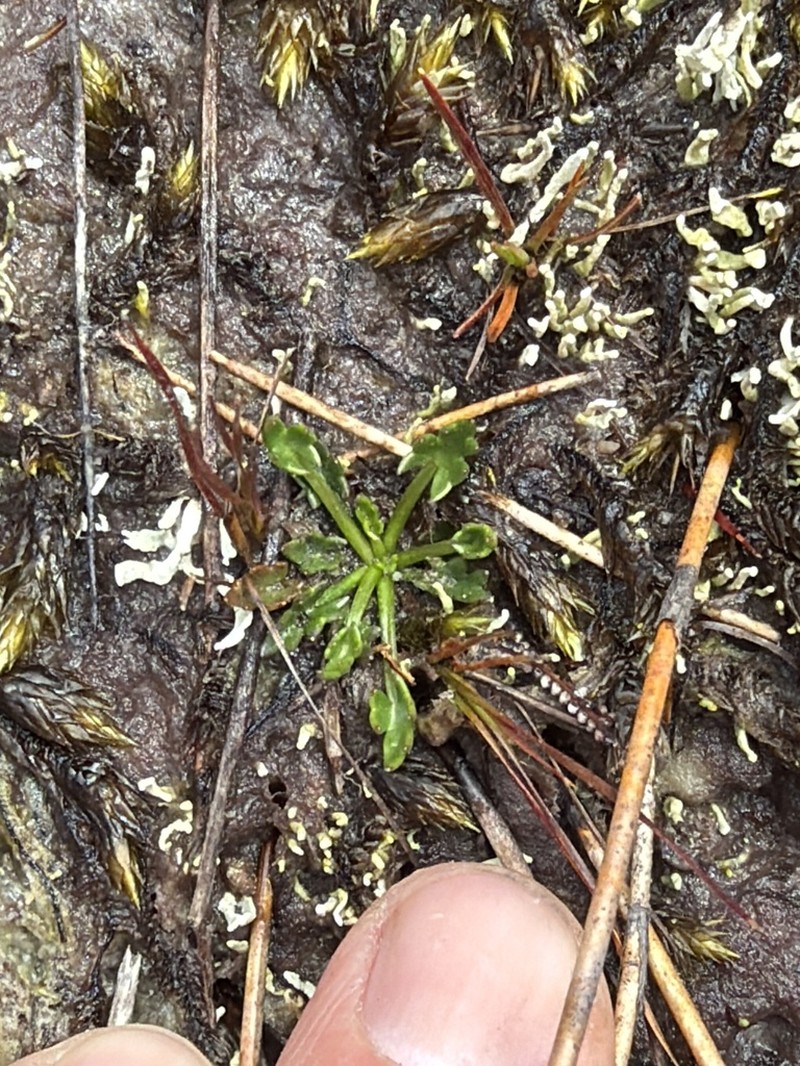 Oschatzia saxifraga photo 5