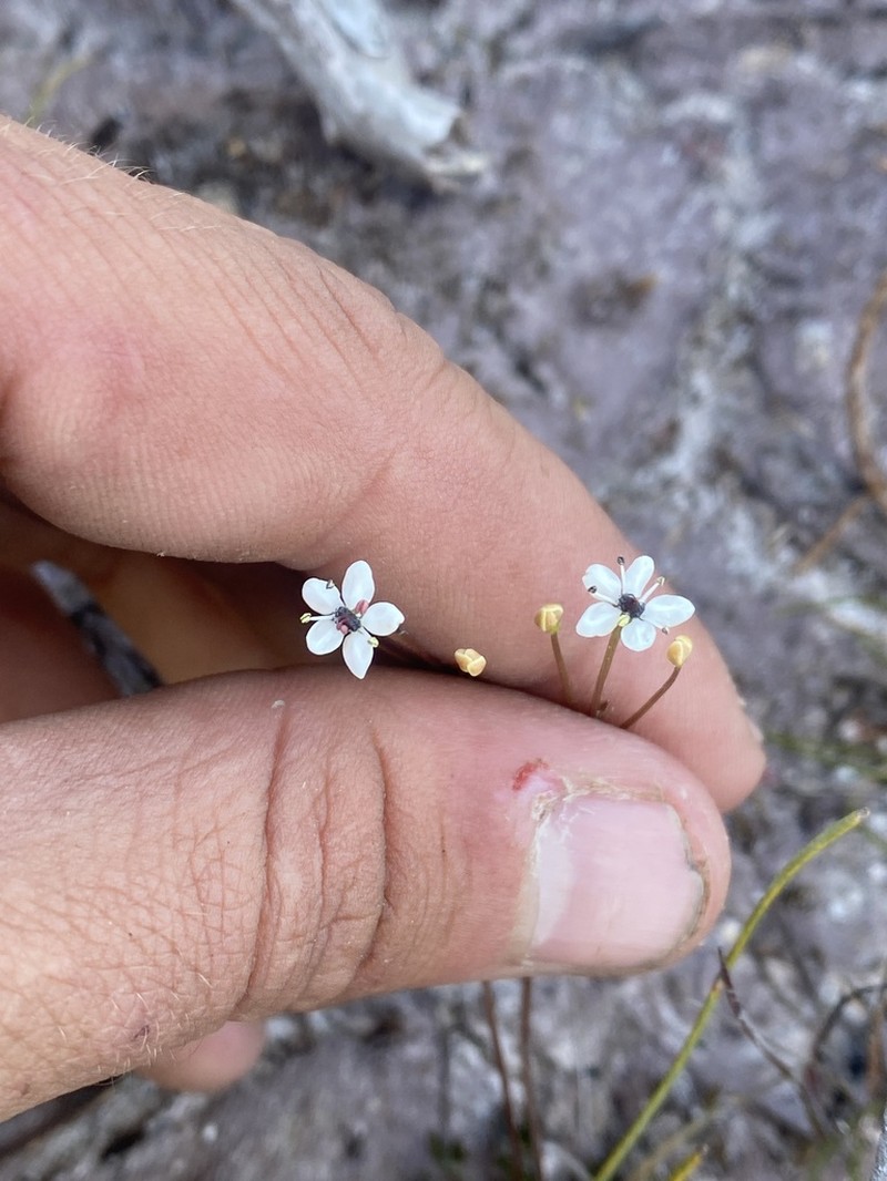 Oschatzia saxifraga photo 6