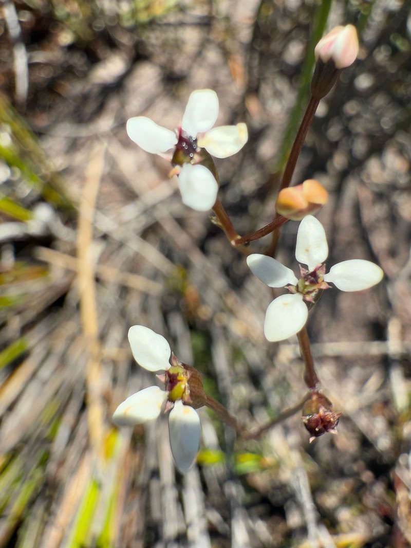 Oschatzia saxifraga photo 7