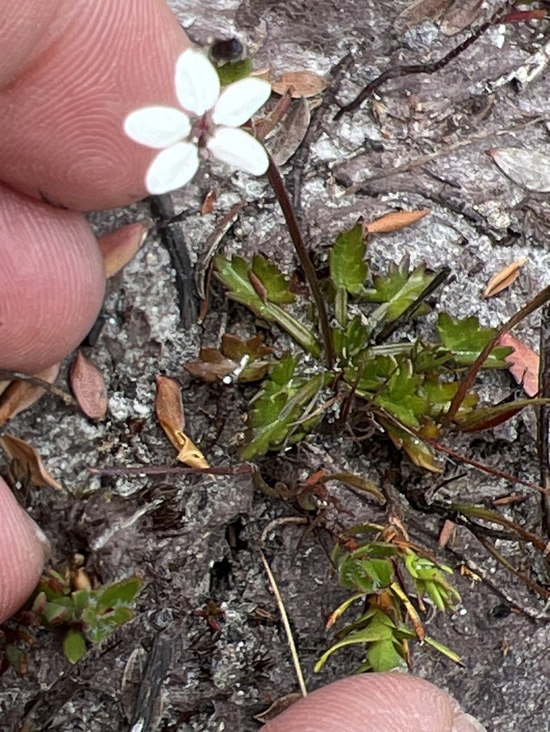 Oschatzia saxifraga photo 8