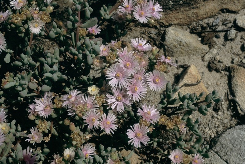 Oscularia alba