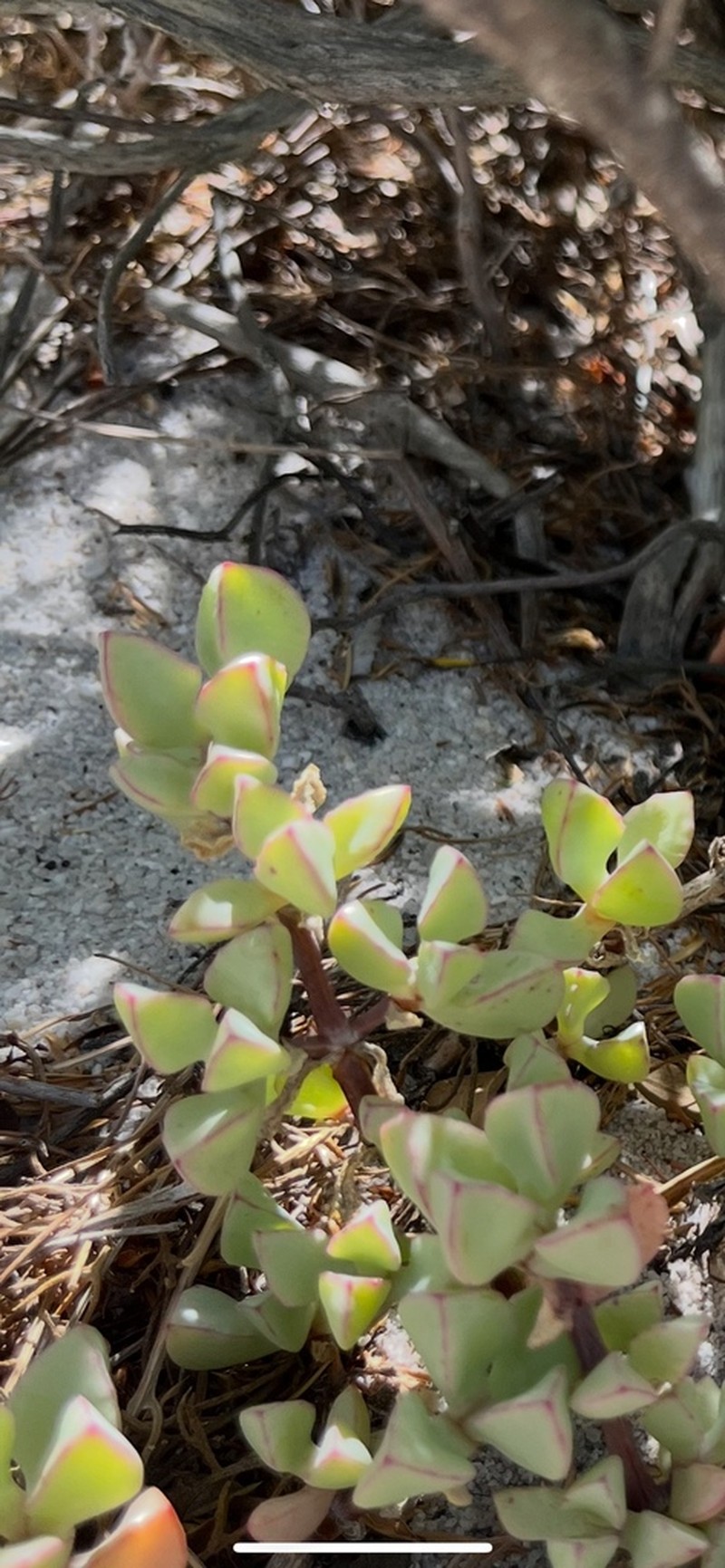 Oscularia caulescens photo 2