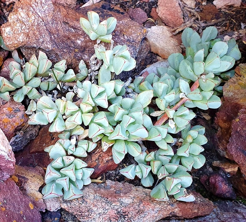 Oscularia caulescens photo 3