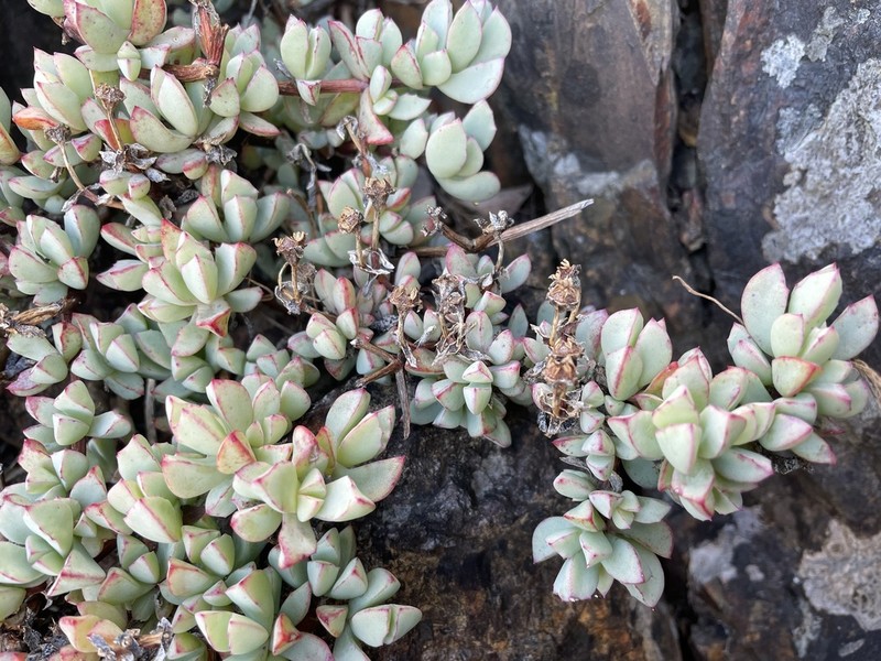 Oscularia caulescens photo 4