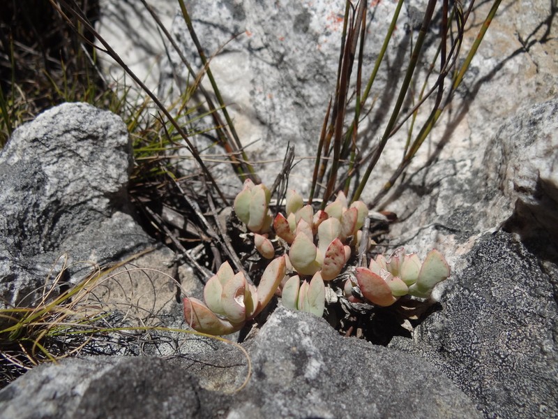 Oscularia caulescens photo 5