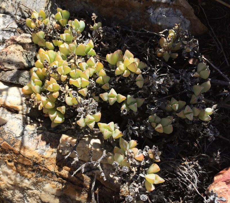 Oscularia caulescens photo 6