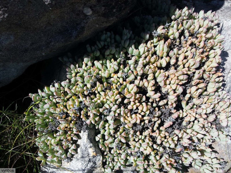 Oscularia caulescens photo 7