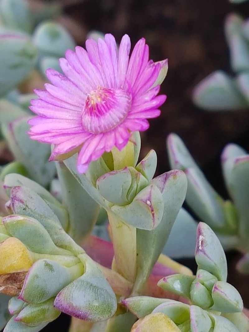 Oscularia cedarbergensis