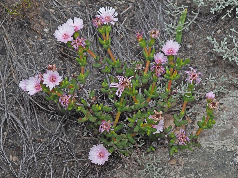 Oscularia cedarbergensis photo 2