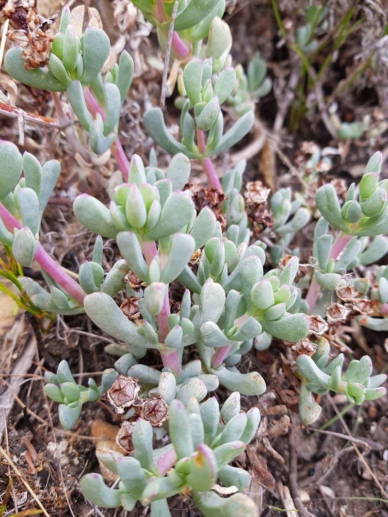 Oscularia cedarbergensis photo 3