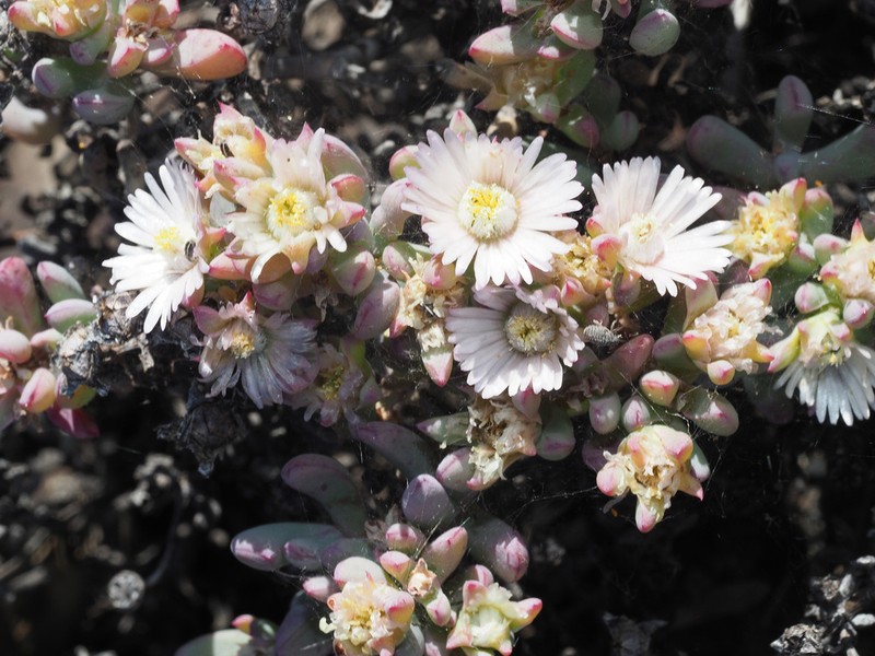 Oscularia cedarbergensis photo 4