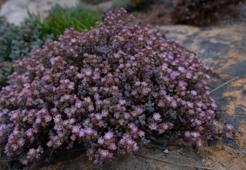 Oscularia cedarbergensis photo 5