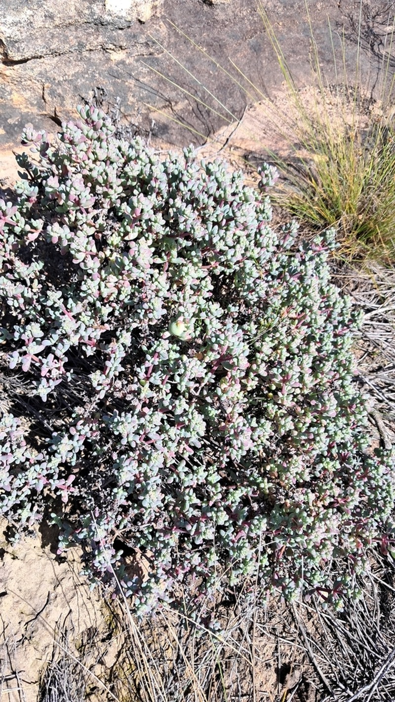 Oscularia cedarbergensis photo 7