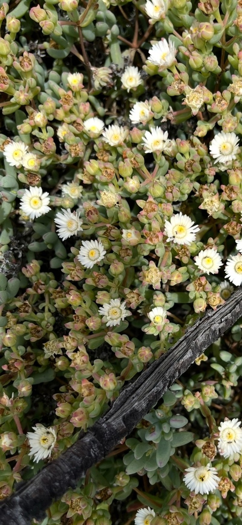 Oscularia comptonii
