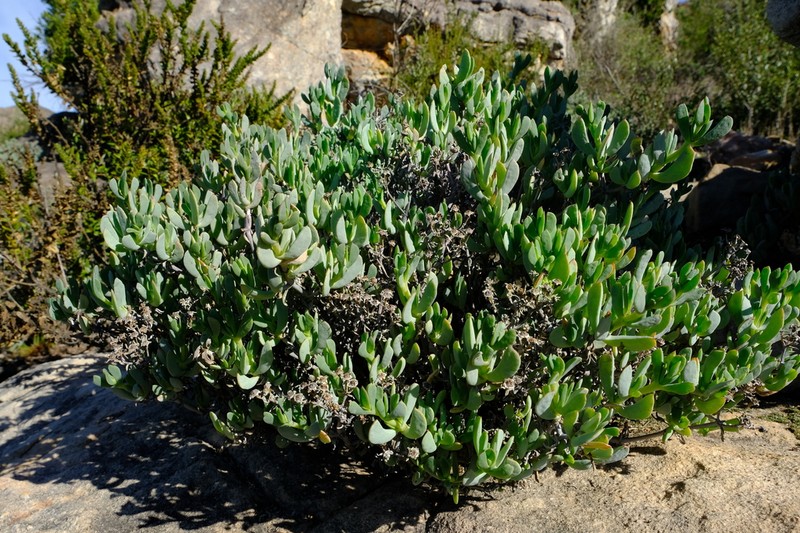 Oscularia comptonii photo 2