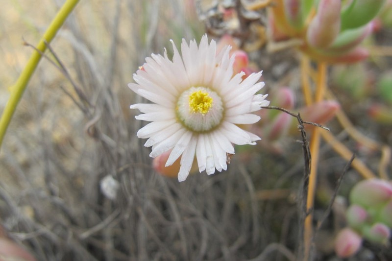 Oscularia comptonii photo 3