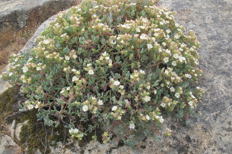 Oscularia comptonii photo 4