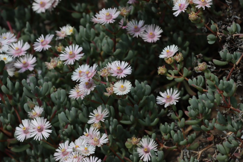 Oscularia comptonii photo 5