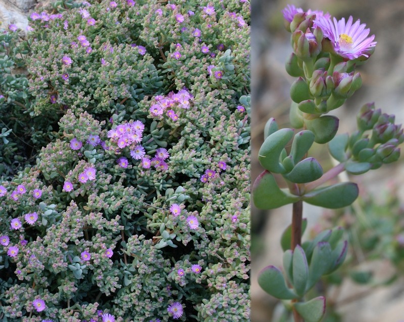 Oscularia comptonii photo 6