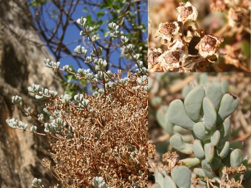 Oscularia comptonii photo 7