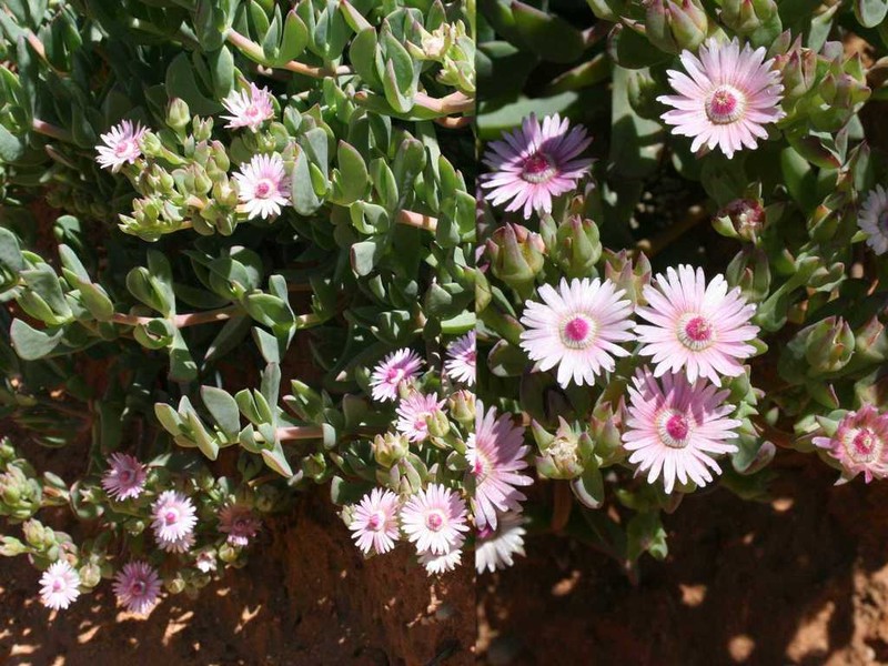 Oscularia comptonii photo 8
