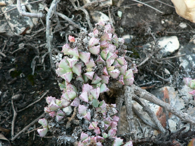 Oscularia deltoides photo 2